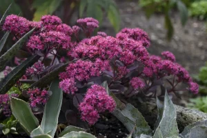 Sedum 'Superstart' - Varjúháj D14