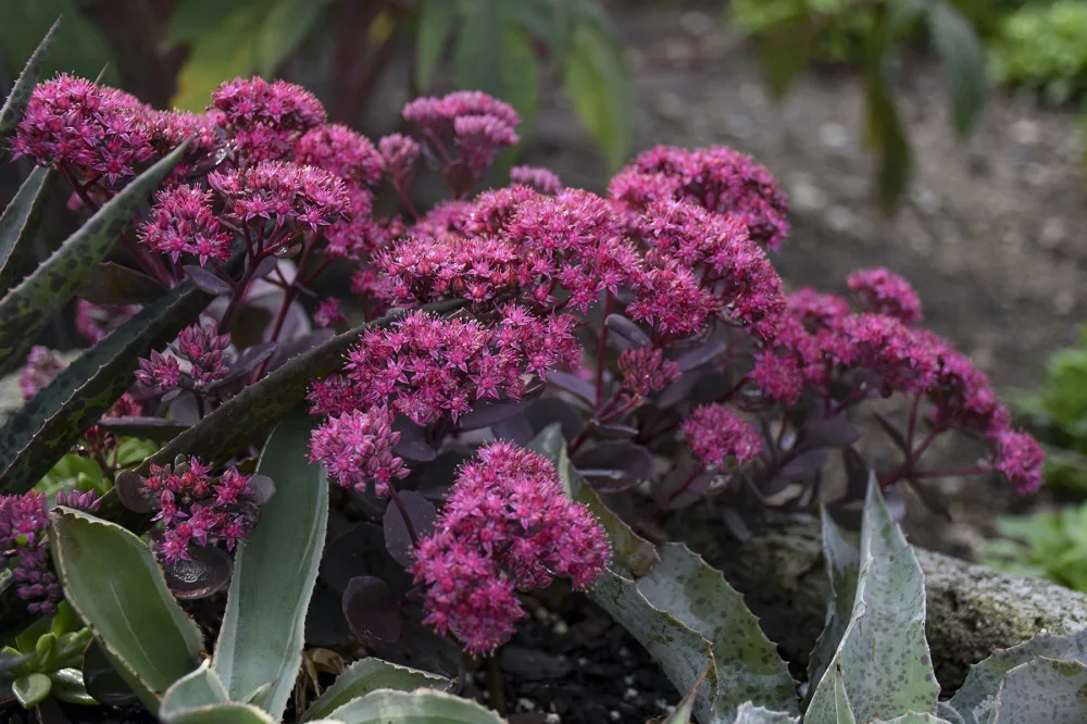Sedum 'Superstart' - Varjúháj D14