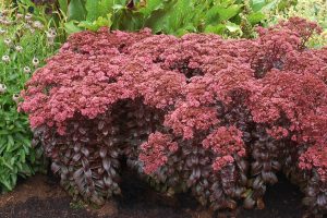 Sedum telephium 'Dark magic' - Varjúháj D14
