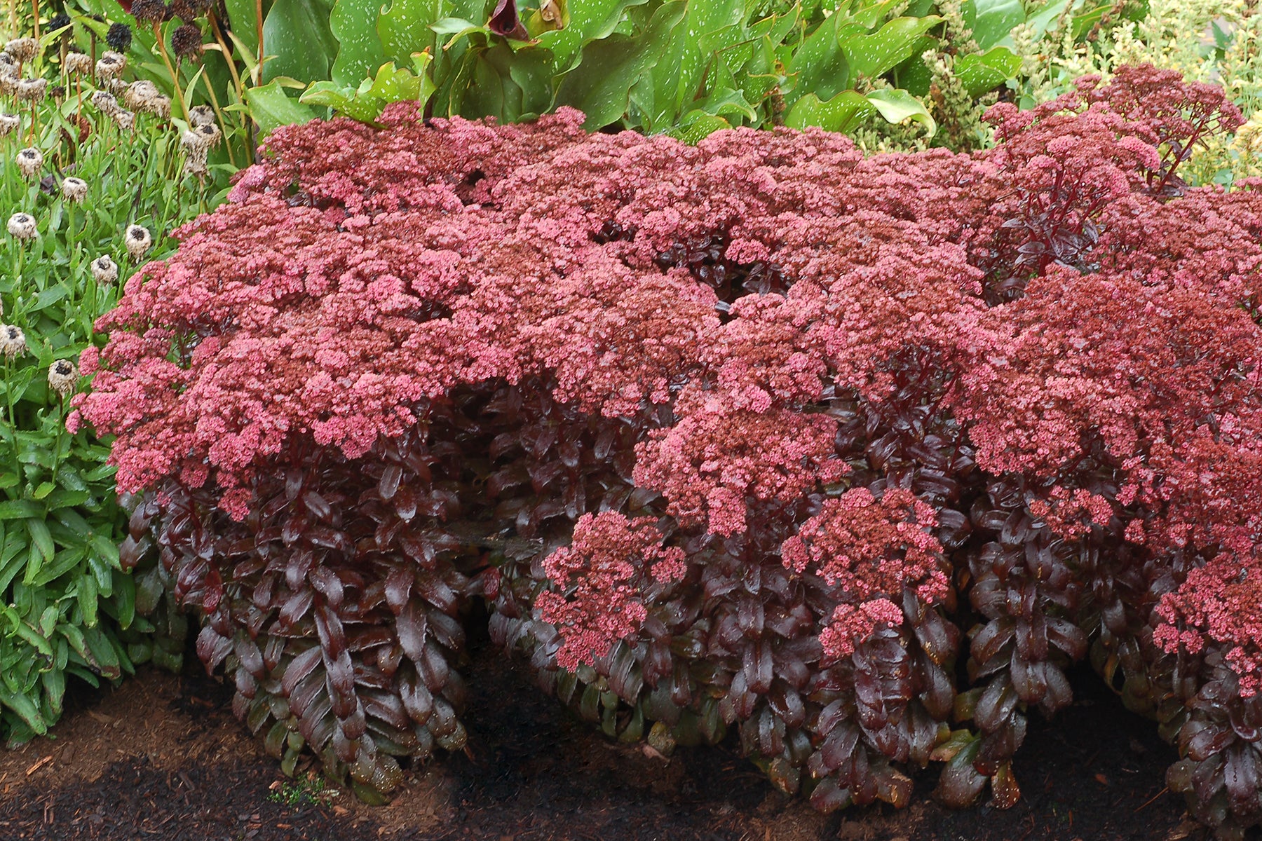 Sedum telephium 'Dark magic' - Varjúháj D14