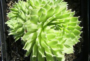 Sempervivum roseum Fimbriatum – Kövirózsa csp 10,5