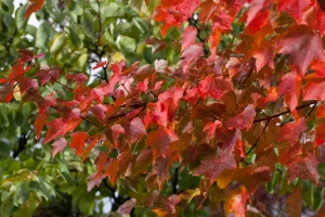 Acer platanoides 'Firewiev' – Korai juhar 220+ cm