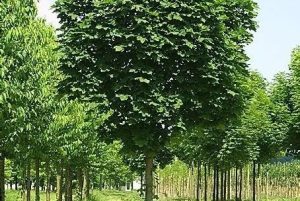 Acer platanoides 'Olmsted' – Oszlopos korai juhar 150+ cm