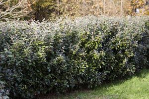 Elaeagnus ebbingei 'Compactum' – Széleslevelű ezüstfa CLT9