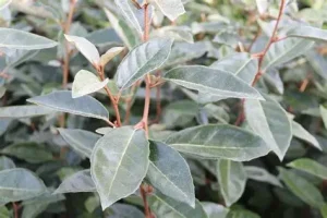 Elaeagnus ebbingei - Széleslevelű ezüstfa CLT9