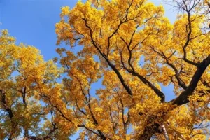 Ginkgo biloba 'Globosa' - Gömb páfrányfenyő 200+ cm