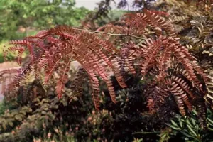 Gleditsia triacathos 'Rubylace' – Vörös levelű lepényfa 210 cm