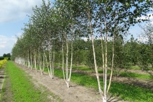 Betula utilis jacquemontii 'Doorenbos' - Himalájai nyír 170 cm