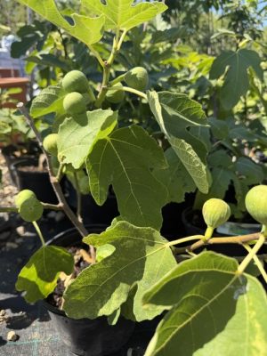 Ficus carica - Füge 60-80 cm
