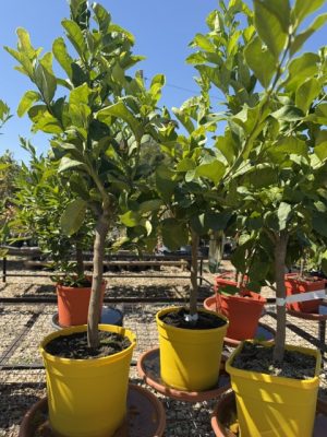 Citrus limon- Citromfa 20 cm