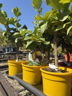 Citrus limon- Citromfa 15 cm