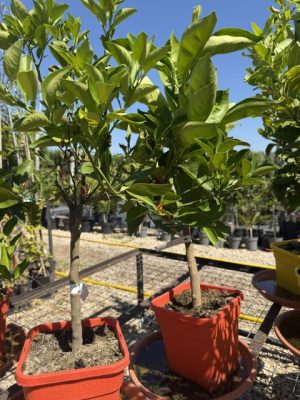 Citrus reticulata - Mandarinfa