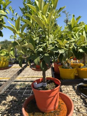 Citrus japonica – Kumquat 15 cm