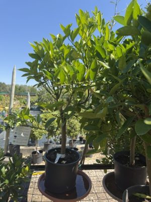 Citrus latifolia Limetta - Lime 20 cm