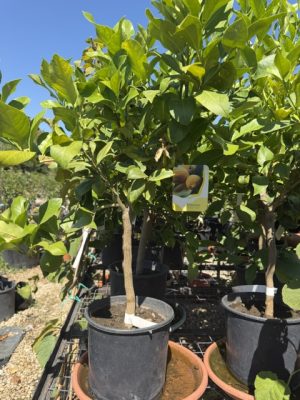 Citrus limon- Citromfa CLT7 30 cm