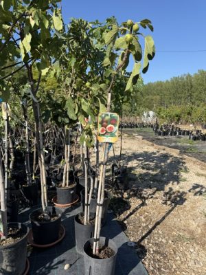 Ficus carica 'Rosso' - Füge /magastörzsű/ 90 cm