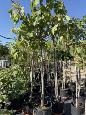 Ficus carica ' Panino' - Füge /magastörzsű/ 100 cm