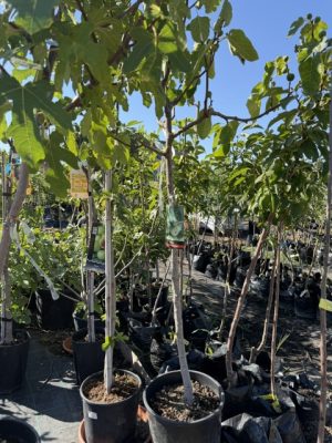 Ficus carica 'Brogiotto Bianco' - Füge CLT15 1/2 standard 90 cm