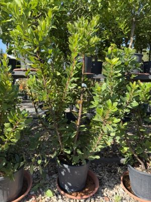 Arbutus unedo – Nyugati szamócafa CLT9