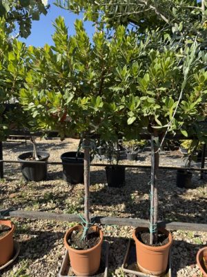Arbutus unedo – Nyugati szamócafa /magastörzsű/ 100 cm