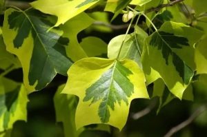 Liriodendron tulipifera 'Aureomarginatum' - Tarka levelű tulipánfa