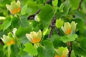 Liriodendron tulipifera - Tulipánfa 150 cm