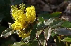 Mahonia aquifolium – Kerti mahónia 2L