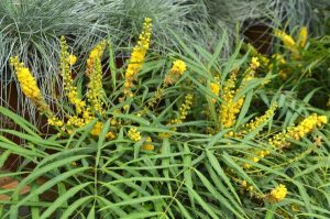 Mahonia eurybracteata – Keskenylevelű mahónia 5 L
