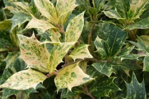 Osmanthus heterophyllus 'Tricolor' - Tarkalevelű illatcserje CLT9