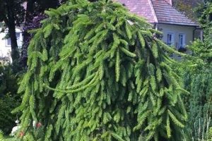 Picea abies 'Inversa' – Csüngő ágú lucfenyő 80 cm