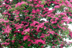 Crataegus x media 'Paul's Scarlet' - Pirosvirágú Galagonya 200+ cm