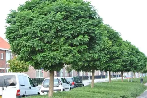 Robinia pseudoacacia 'Umbraculifera' - Gömbakác 280 + cm