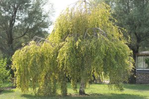 Betula pendula 'Youngii' - Csüngő nyír 200+ cm
