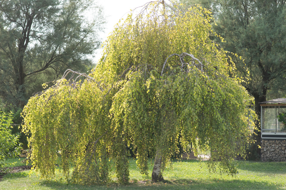Betula pendula 'Youngii' - Csüngő nyír 200+ cm