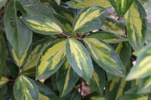 Elaeagnus ebbingei 'Limelight' - Széleslevelű ezüstfa CLT9