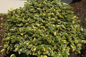 Elaeagnus ebbingei 'Viveleg' – Széleslevelű ezüstfa CLT9