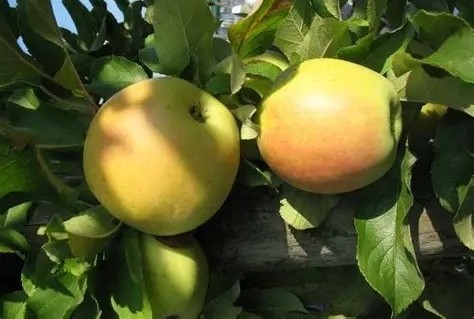 Golden rezisztens alma