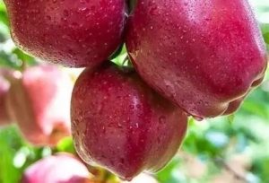 Welspur Delicious alma
