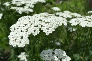 Achillea millefolium 'Schneetaler' – Cickafark 9x9