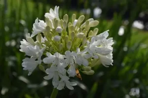 Agapanthus 'Duivenbrugge White' – Szerelemvirág D14