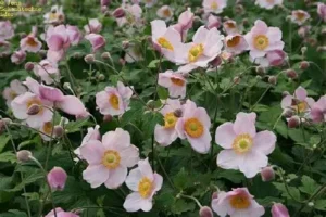 Anemone hybrida ‘Ouvertüre’ – Hibrid szellőrózsa 9x9
