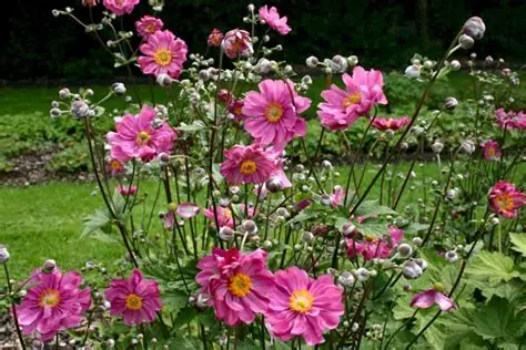 Anemone x hybrida 'Margarete' – Hibrid szellőrózsa 9x9