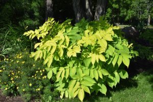 Aralia cordata 'Sun King' – Szívlevelű arália K1,5