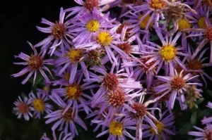 Aster dumosus 'Rozika' - Törpe őszirózsa D14