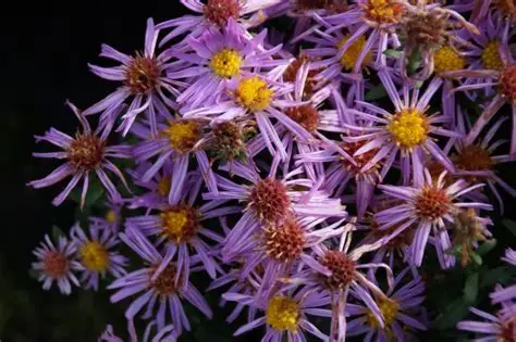 Aster dumosus 'Rozika' - Törpe őszirózsa D14