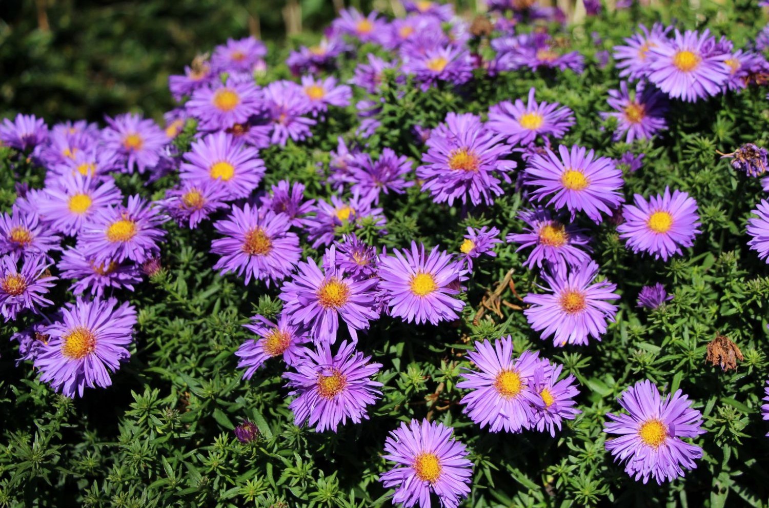 Aster dumosus 'Azurit' – Törpe őszirózsa D14
