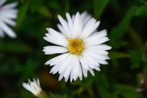 Aster dumosus 'Niobe' – Törpe őszirózsa D14