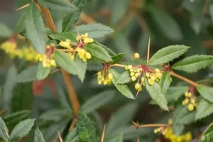 Berberis candidula 'Jytte' - Törpe ezüstös borbolya K2