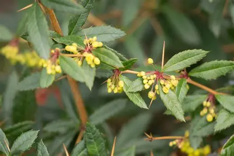 Berberis candidula 'Jytte' - Törpe ezüstös borbolya K2
