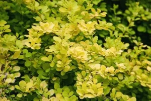 Berberis thunbergii 'Electra' - Borbolya K 1,5